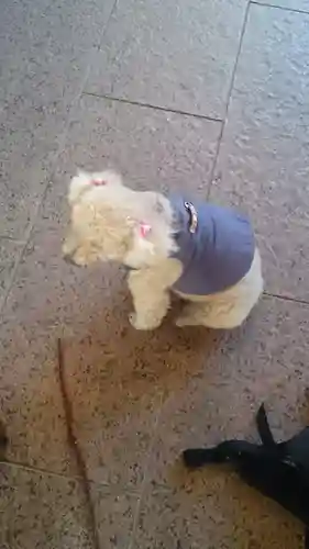 長専院不動寺(出世不動尊)の動物