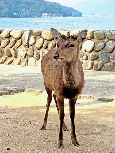厳島神社(広島県)