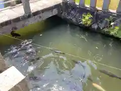 手力神社の動物