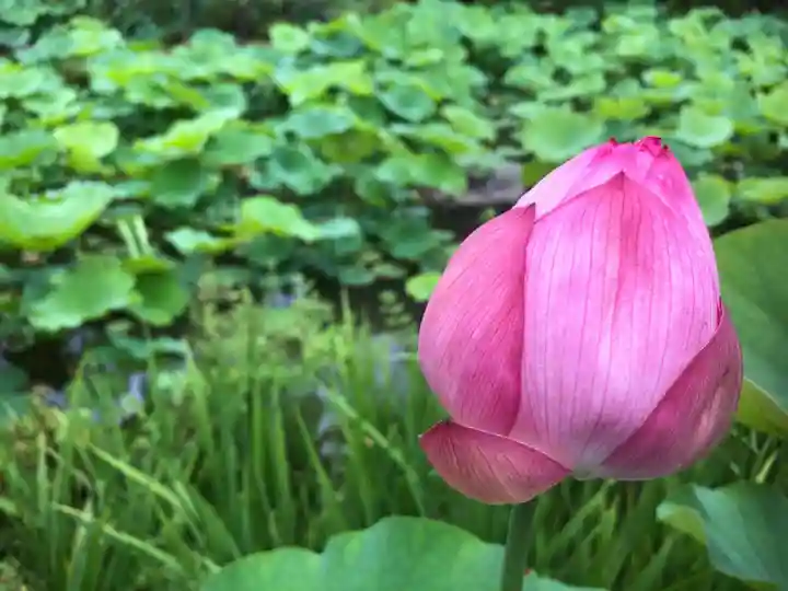 法金剛院の自然