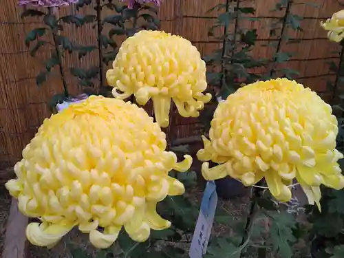 普光寺(新潟県)