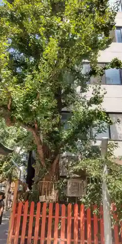 銀杏岡八幡神社(東京都)