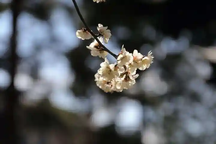豊景神社の庭園