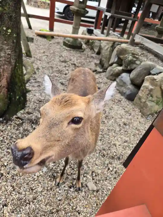 氷室神社(奈良県)