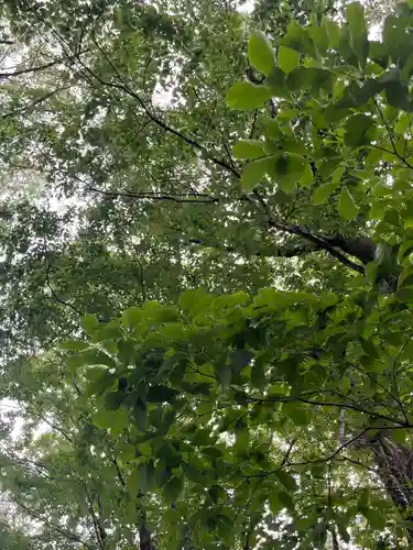 賀茂別雷神社(栃木県)
