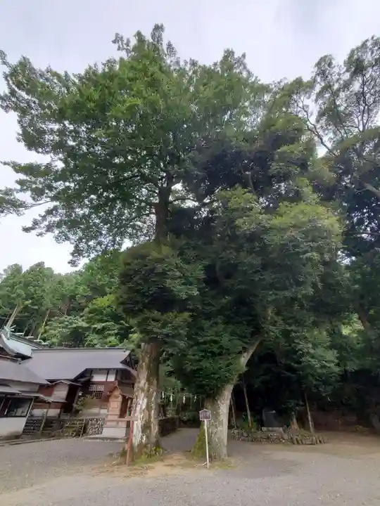 許禰神社の自然