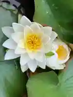 真言宗 善通寺派 薬王寺(香川県)