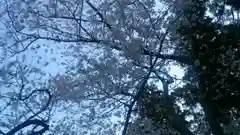 伊勢神宮内宮（皇大神宮）の自然