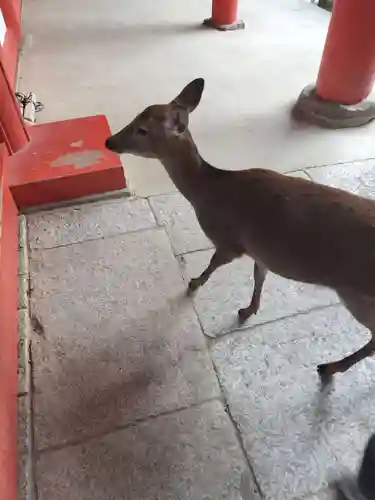 春日大社(奈良県)