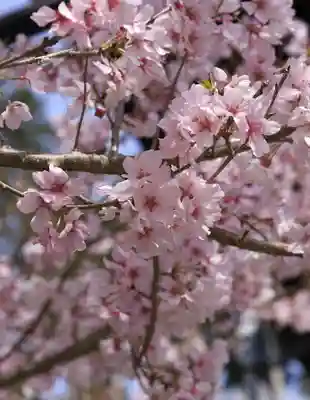 善峯寺(京都府)