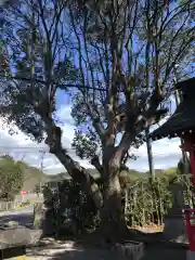 蛭子神社の自然