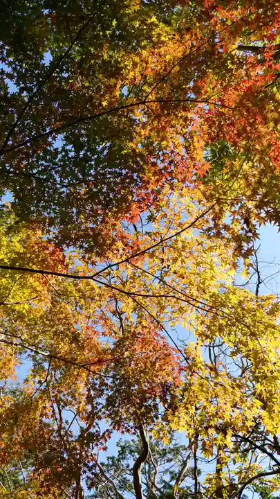 真正極楽寺(真如堂)の自然