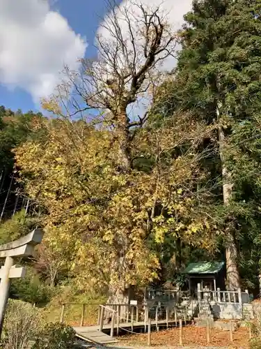 北稲荷神社の自然