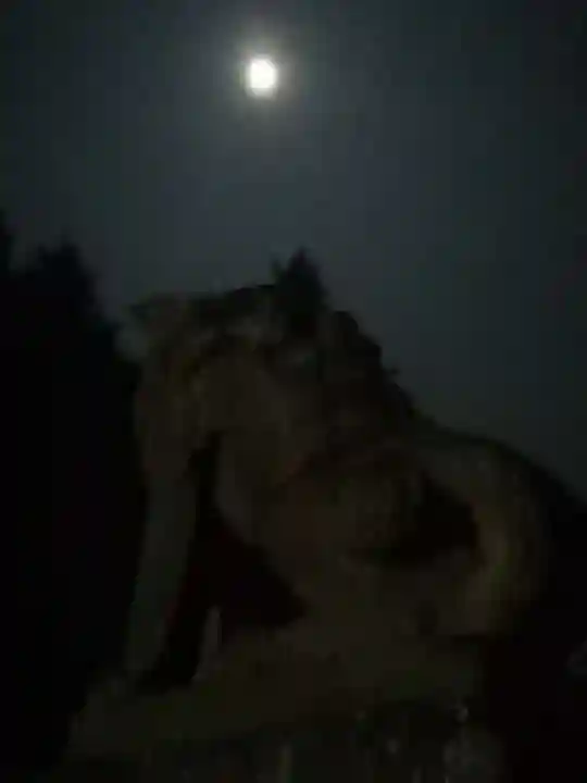 伏木香取神社の狛犬