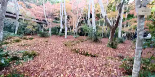 祇王寺の庭園