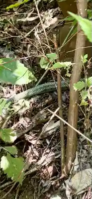 明治神宮(東京都)