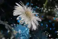 豊景神社の手水舎