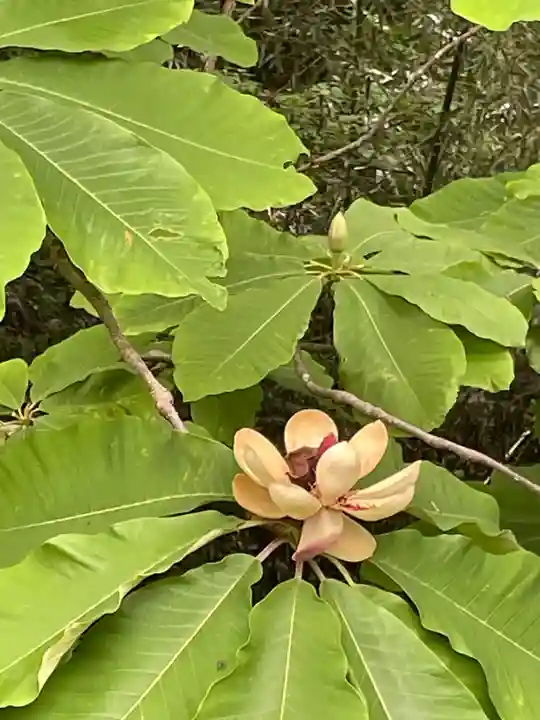国上寺(新潟県)