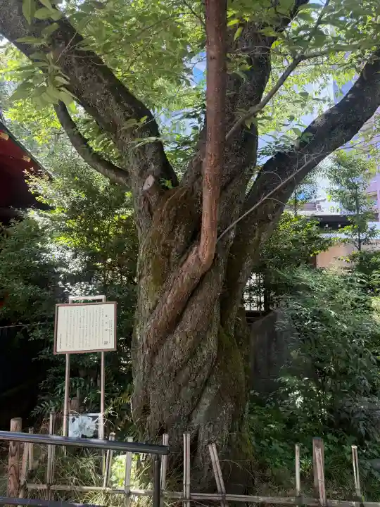 金王八幡宮の{uncategorized: "未分類", other: "その他", undefined: "問題あり", building: "その他建物", grave: "お墓", sacred_gate: "鳥居", guardian: "狛犬", statue: "像", buddha: "仏像", history: "歴史", nature: "自然", garden: "庭園", animal: "動物", pagoda: "塔", temizu: "手水舎", mountain_gate: "山門・神門", sanctuary: "本殿・本堂", subordinate: "末社・摂社", art: "芸術", scenery: "景色", jizo: "地蔵", ema: "絵馬", goshuin: "御朱印", omikuji: "おみくじ", items: "授与品その他", amulet: "お守り", goshuincho: "御朱印帳", eats: "食事", festival: "お祭り", votive_dance: "神楽", shichigosan: "七五三参", wedding: "結婚式", experience: "体験その他", initially: "初詣", around: "周辺", anti_infection: "感染症対策"}