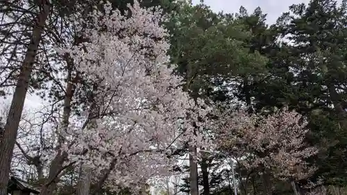 上川神社の自然