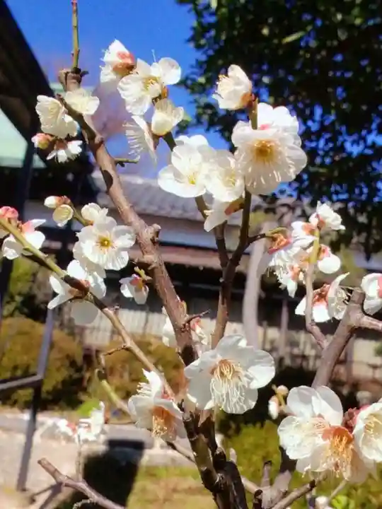 本郷氷川神社(東京都)