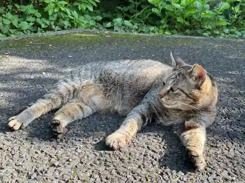 白金氷川神社の動物