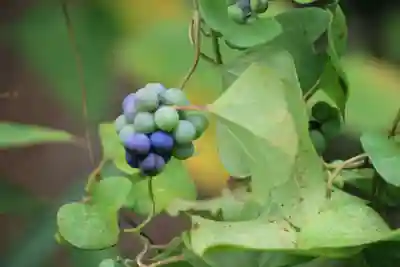 大六天麻王神社の自然