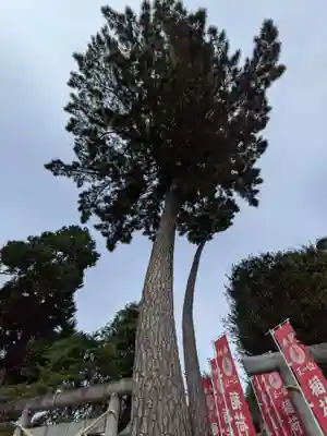 中野沼袋氷川神社(東京都)