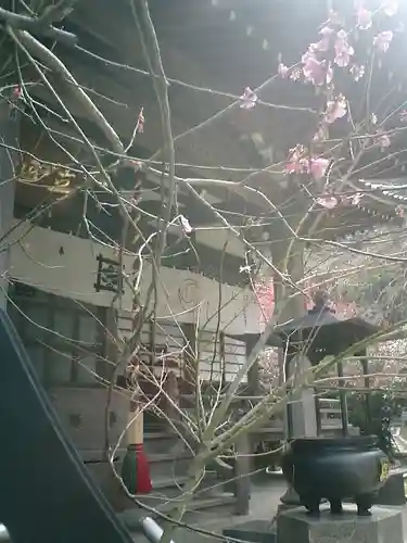 安國論寺（安国論寺）の本殿・本堂