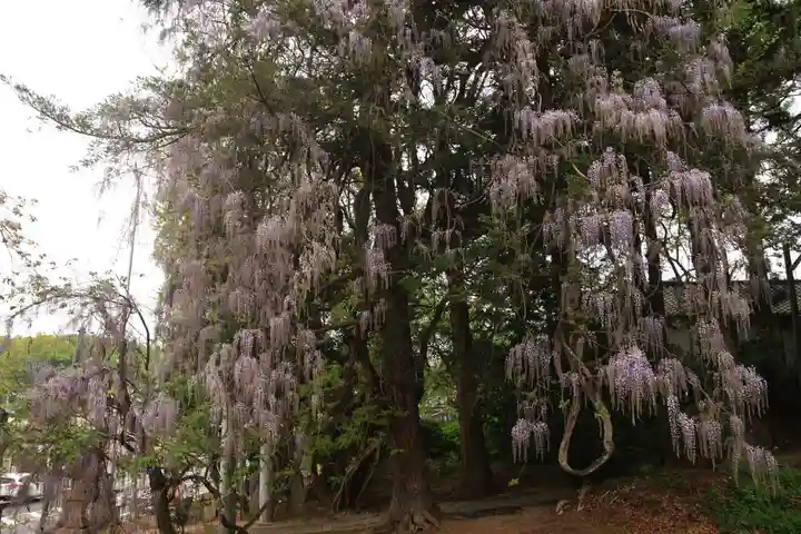 春日神社の自然