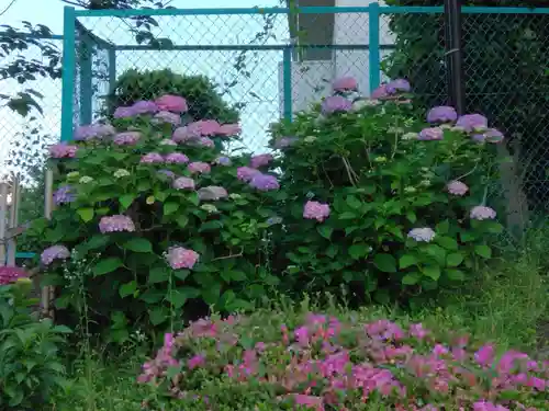 白幡八幡大神(神奈川県)