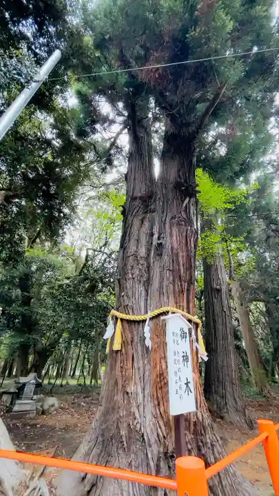 息栖神社の自然