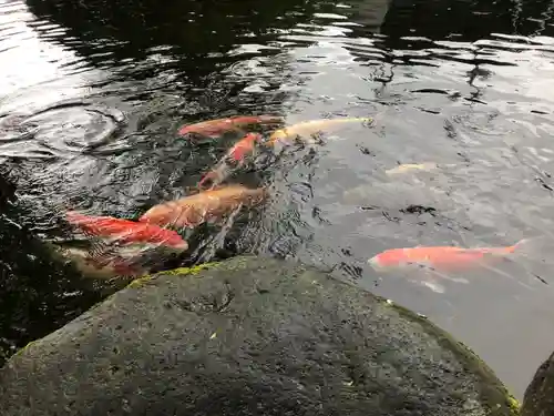 熊野神社の動物