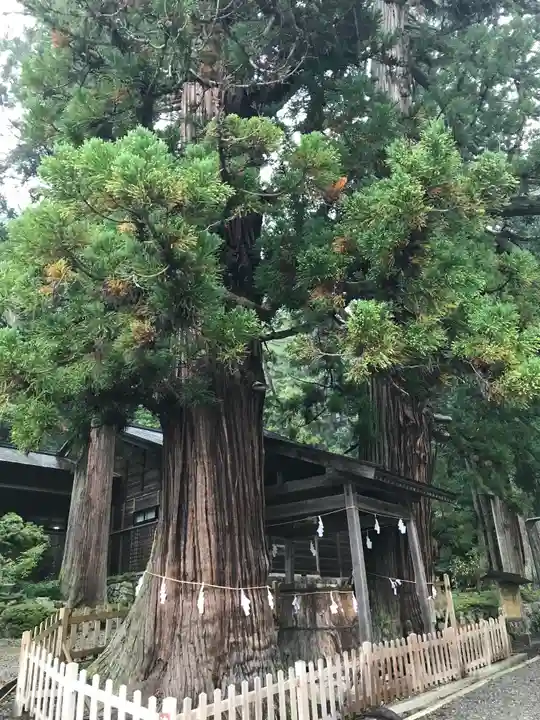 仁科神明宮の自然