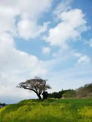 小沢の桜祠の自然