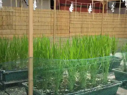 浅草神社の自然