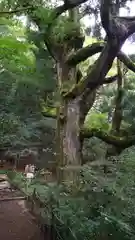 筑波山神社の庭園