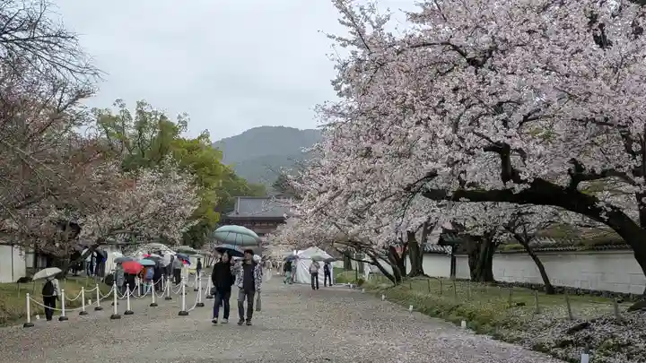 醍醐寺(京都府)