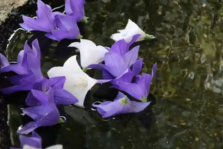 鹿島大神宮の手水舎