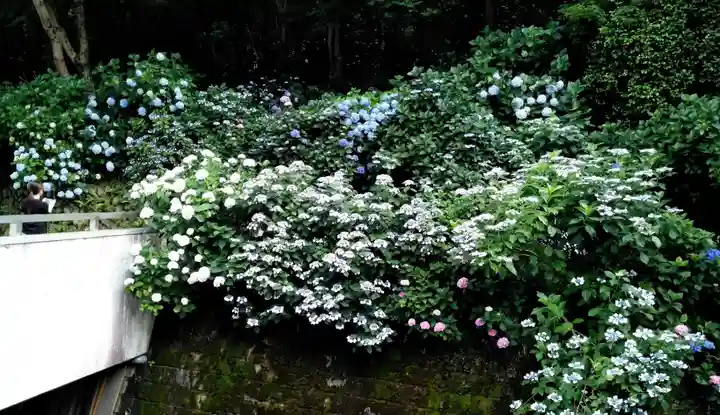 高幡不動尊 金剛寺の庭園