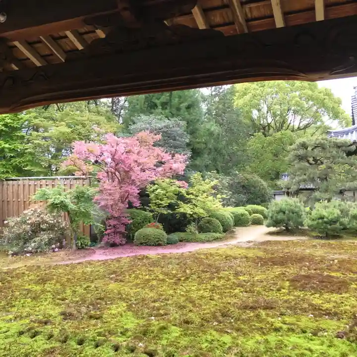 隨心院(随心院)の自然
