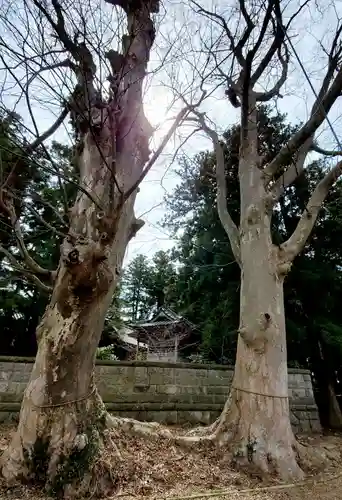 神炊館神社 ⁂奥州須賀川総鎮守⁂の自然