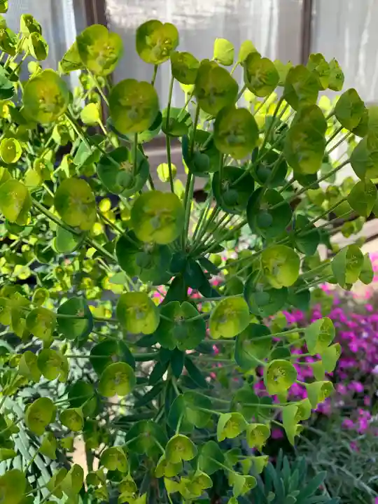 熊野大神社の自然