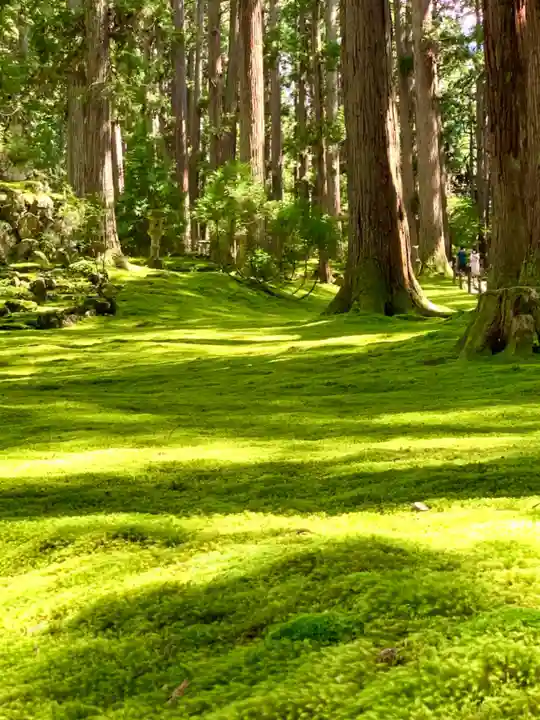 平泉寺白山神社の自然