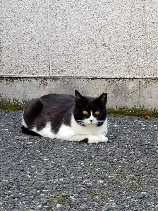 白金氷川神社の動物