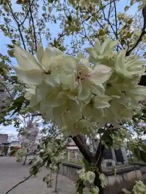 相模原氷川神社(神奈川県)