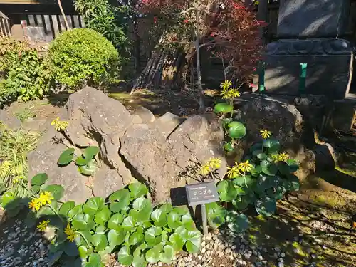 圓蔵寺(埼玉県)