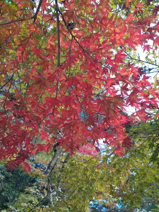 四宮神社の自然