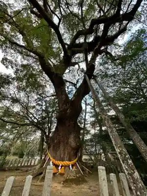 大分八幡宮(福岡県)