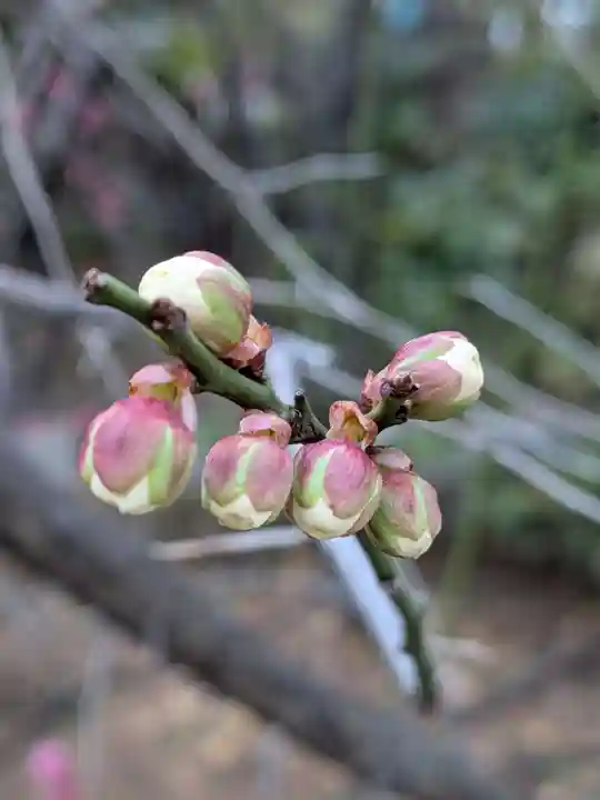 成子天神社(東京都)